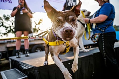 FOREST - American Pit Bull Terrier available for adoption