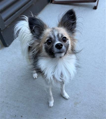 NUGGET - Papillon available for adoption