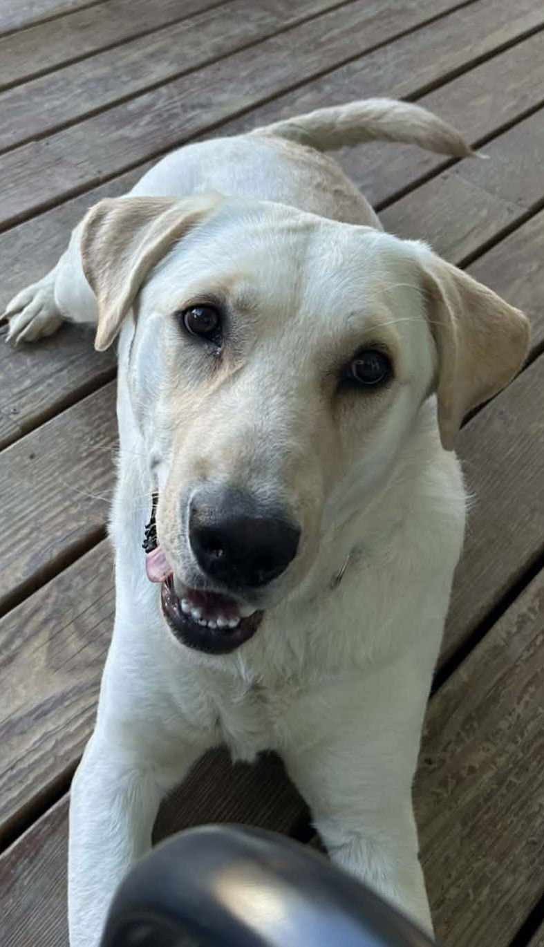 RIP - Labrador Retriever available for adoption