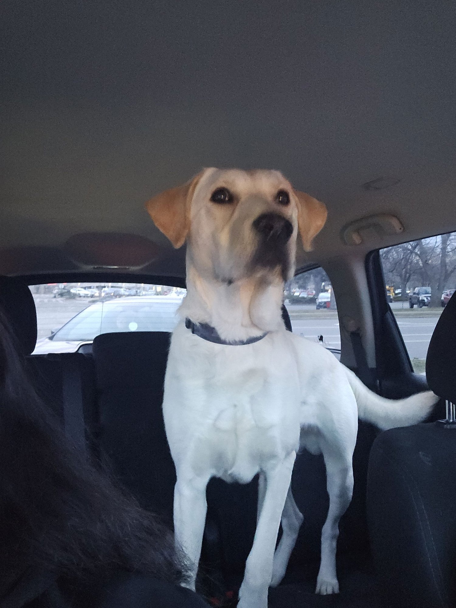 RIP - Labrador Retriever available for adoption