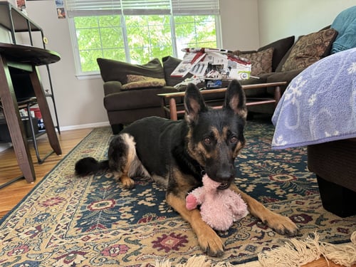 KYBER - German Shepherd Dog available for adoption