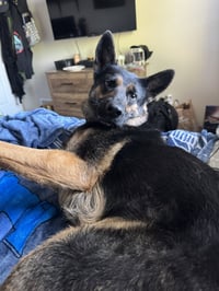 Kyber - Photo 4