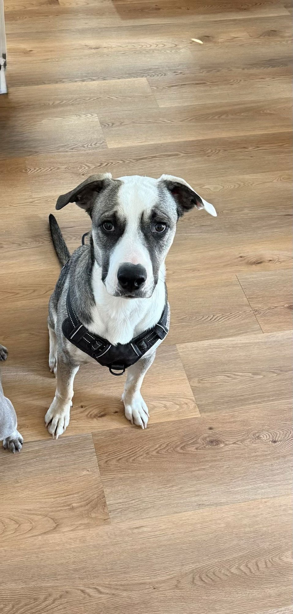 ZEEK - Pit Bull Terrier available for adoption