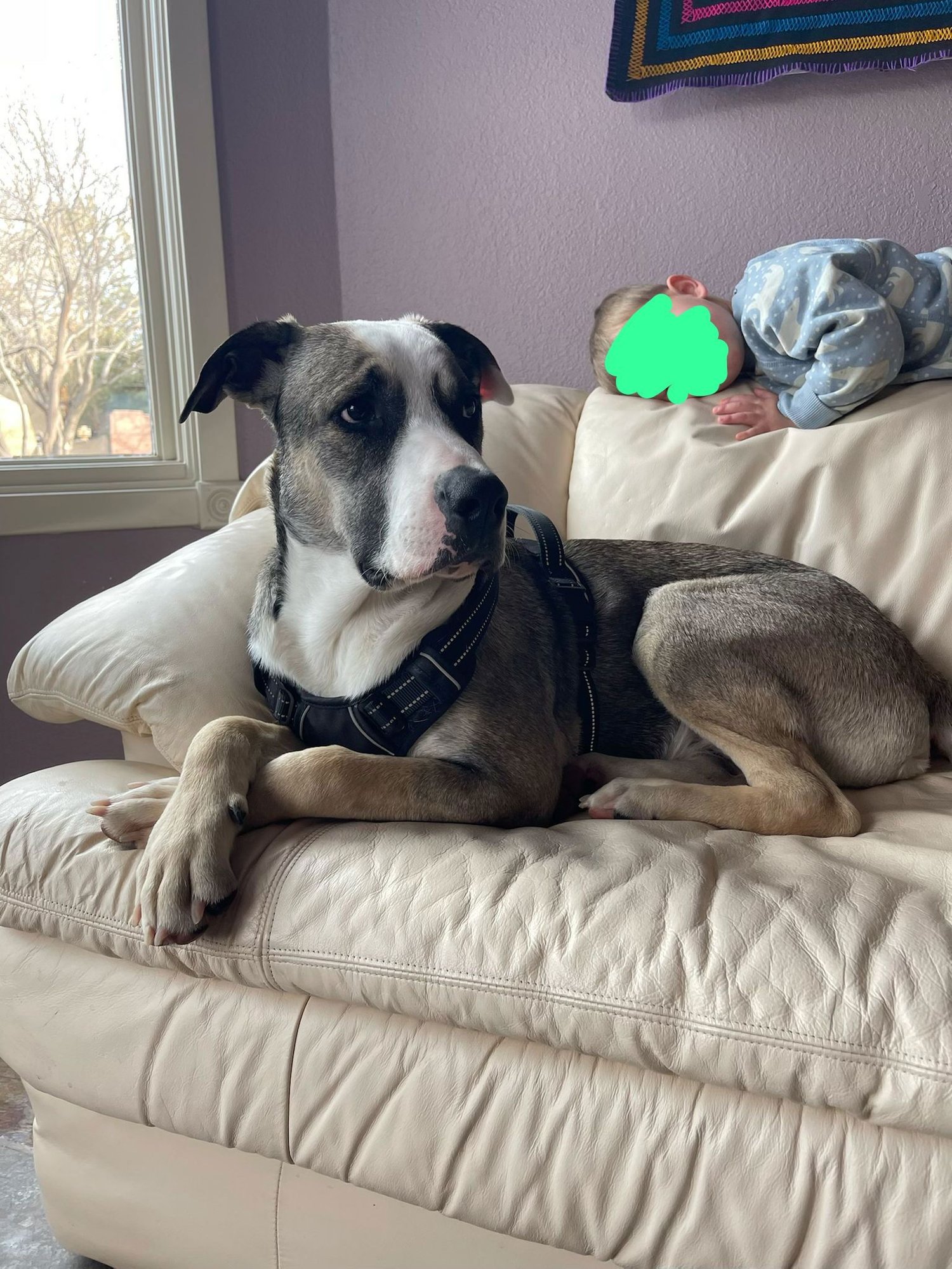 ZEEK - Pit Bull Terrier available for adoption