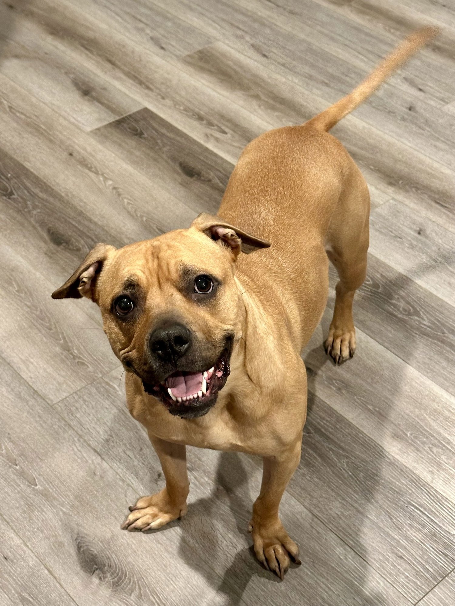 KONA - Boxer available for adoption