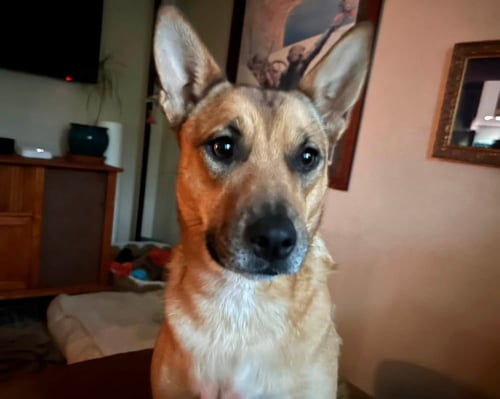 AERIS - Unknown available for adoption