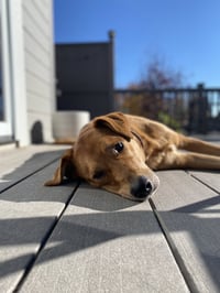Averi - Photo 5