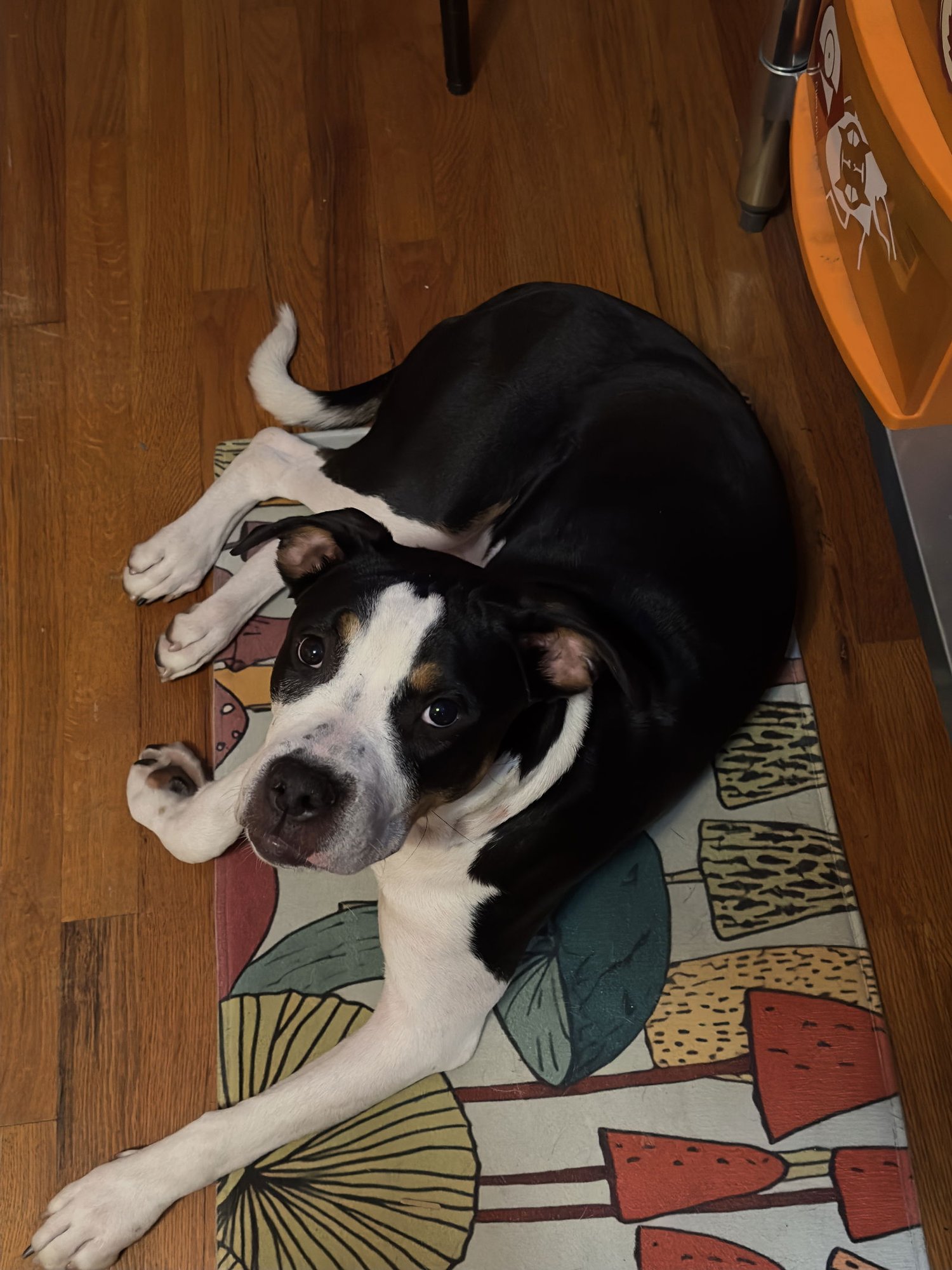 LUNA BELLE - Unknown available for adoption