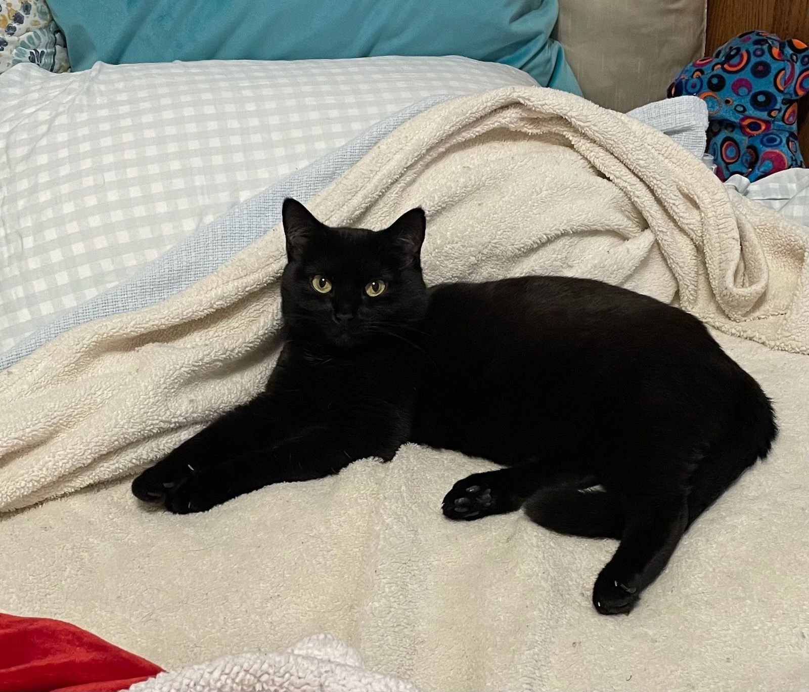 OCTAVIA - Domestic Short Hair available for adoption