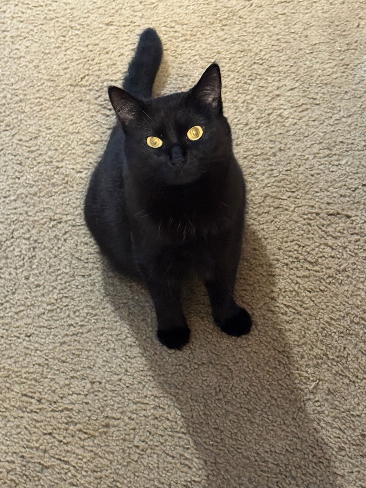 OCTAVIA - Domestic Short Hair available for adoption