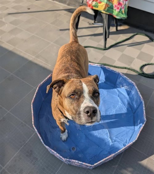 REESES - Boxer / American Pit Bull Terrier for adoption in Fort Collins
