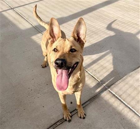 LIBERTY BIBERTY - Black Mouth Cur available for adoption