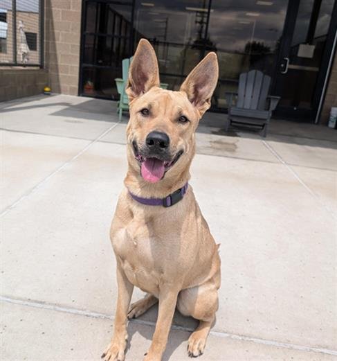 LIBERTY BIBERTY - Black Mouth Cur available for adoption