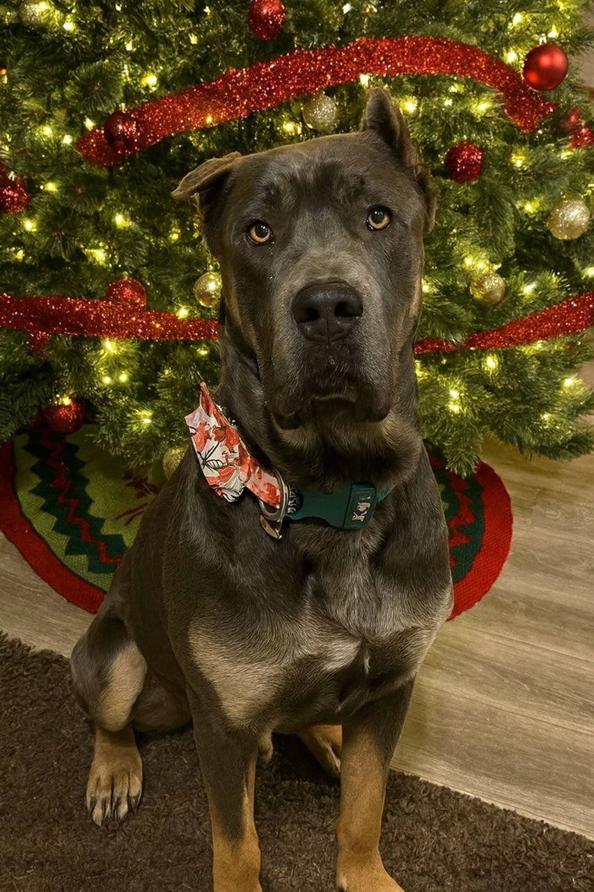 EZRA - Cane Corso Mastiff available for adoption
