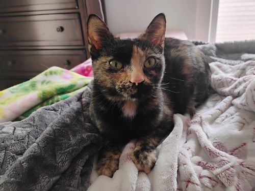 SQUEAKS - Domestic Short Hair for adoption in Fort Collins