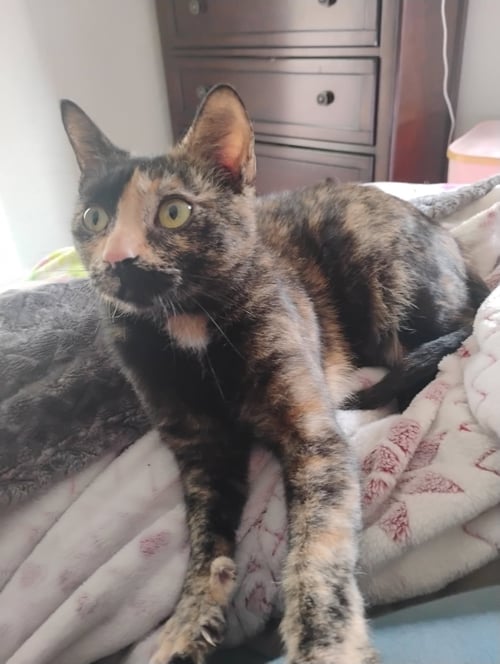 SQUEAKS - Domestic Short Hair available for adoption