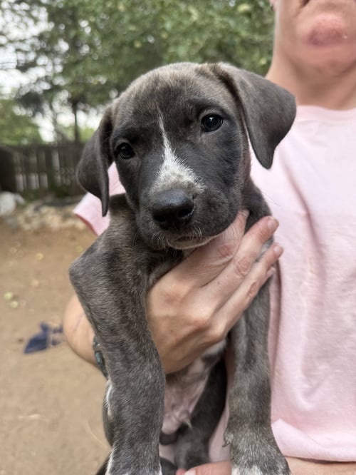 CHUCKIE - Unknown available for adoption