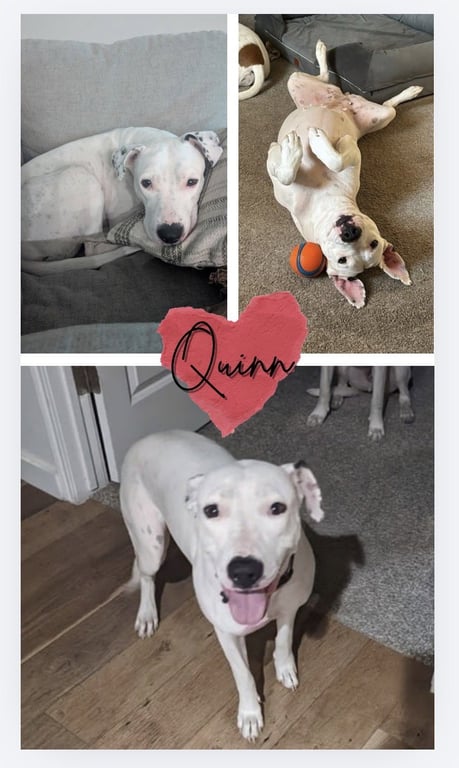 Quinn Image