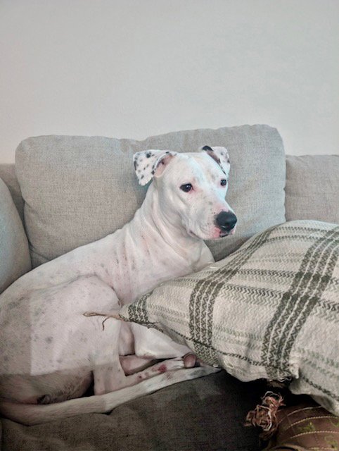 QUINN - Pit Bull Terrier available for adoption
