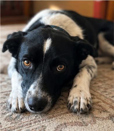 CARMILLA - Border Collie available for adoption