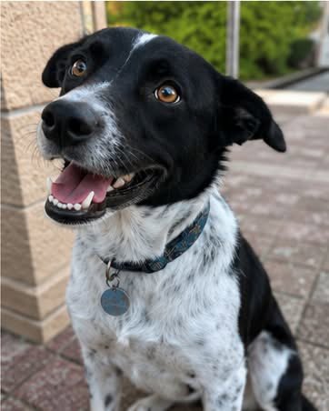 CARMILLA - Border Collie available for adoption