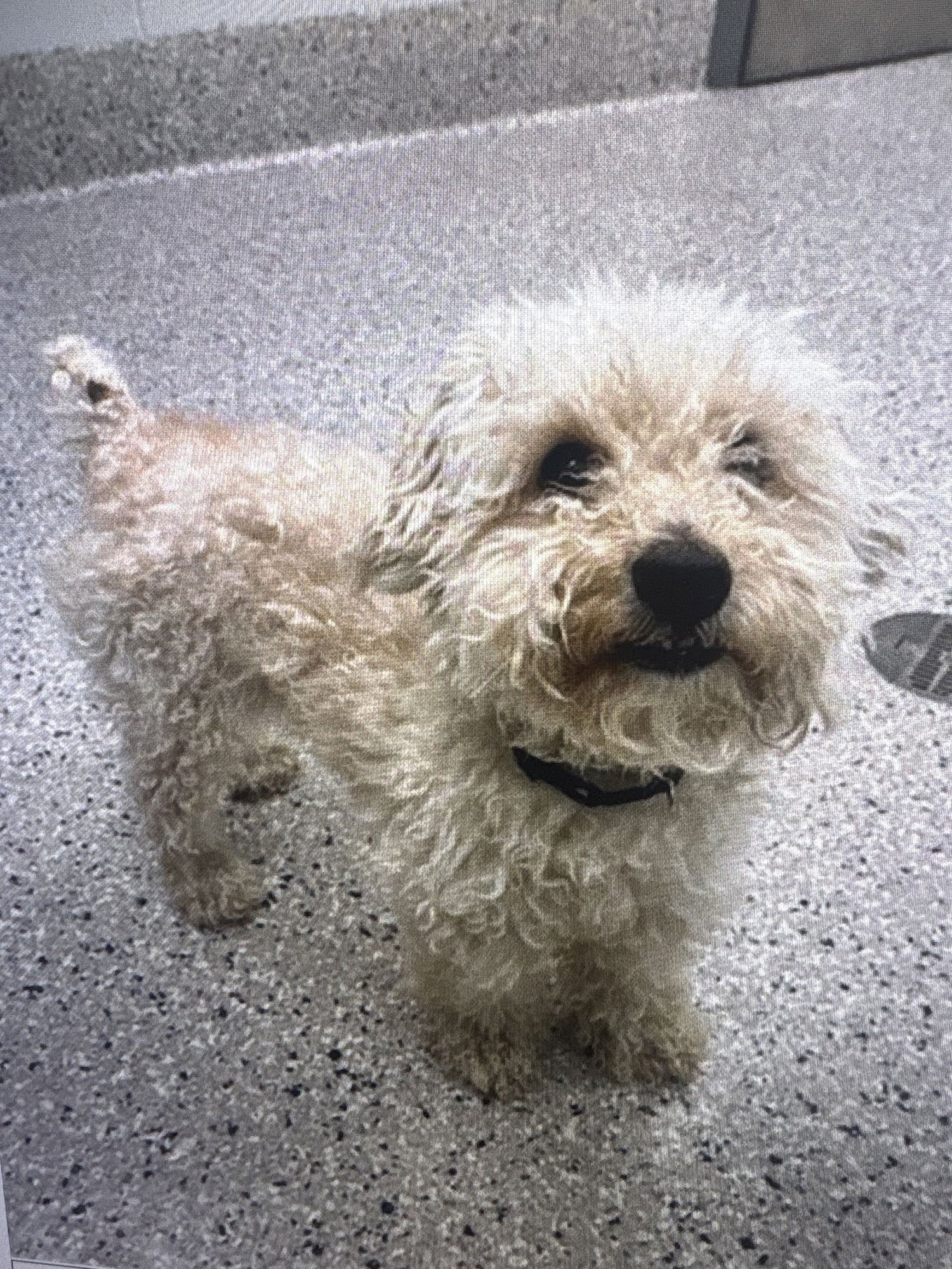 DASH - Poodle (unknown type) available for adoption