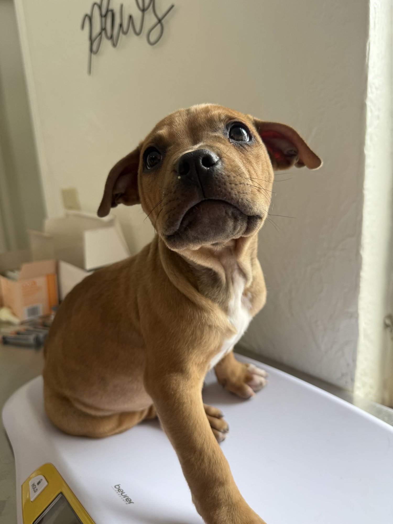 BUGS BUNNY - Pit Bull Terrier available for adoption