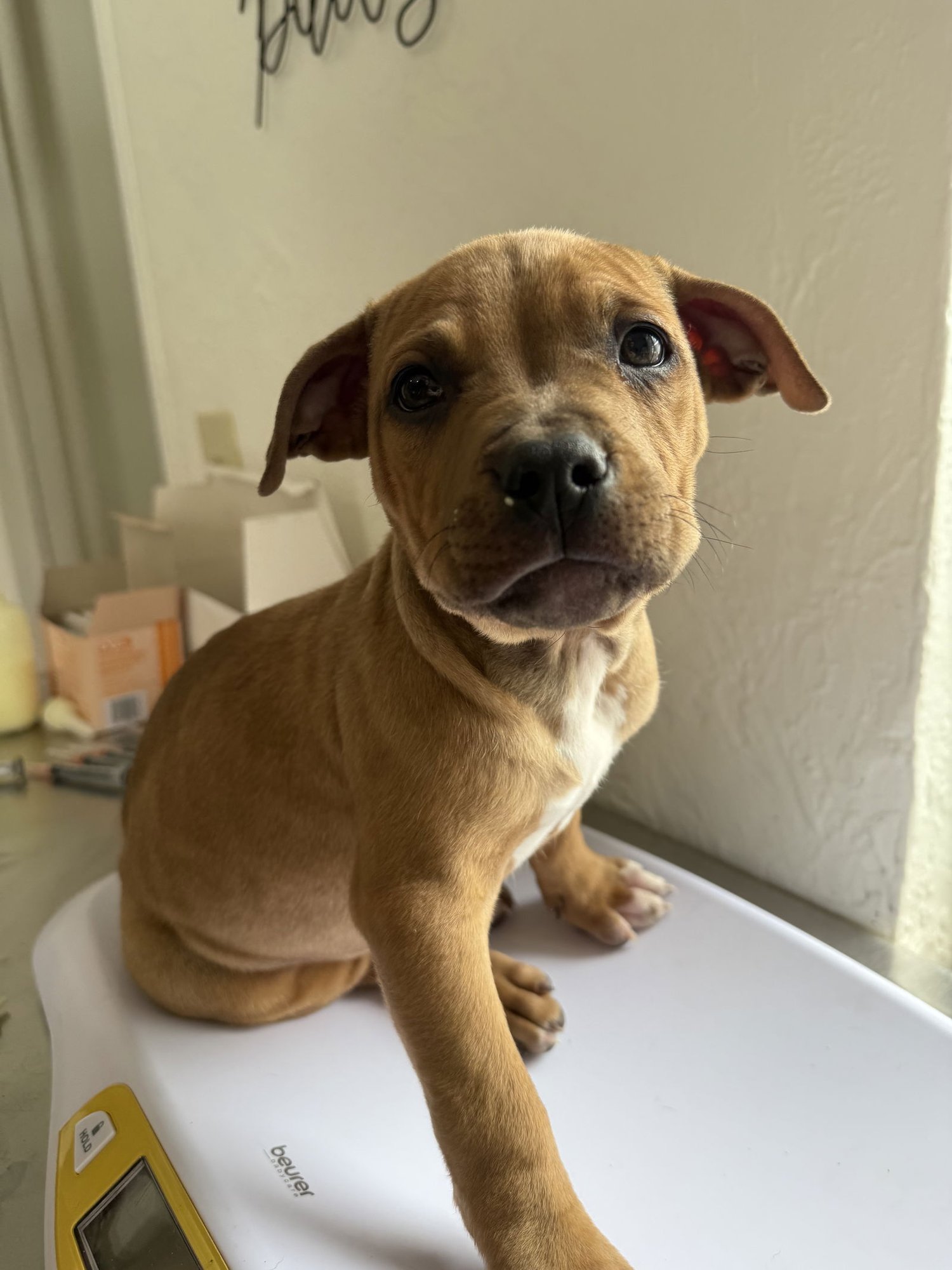 BUGS BUNNY - Pit Bull Terrier available for adoption