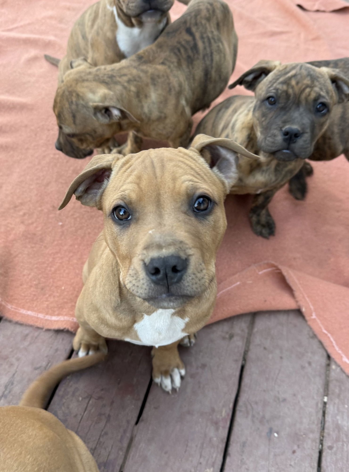 Bugs Bunny - Photo 3