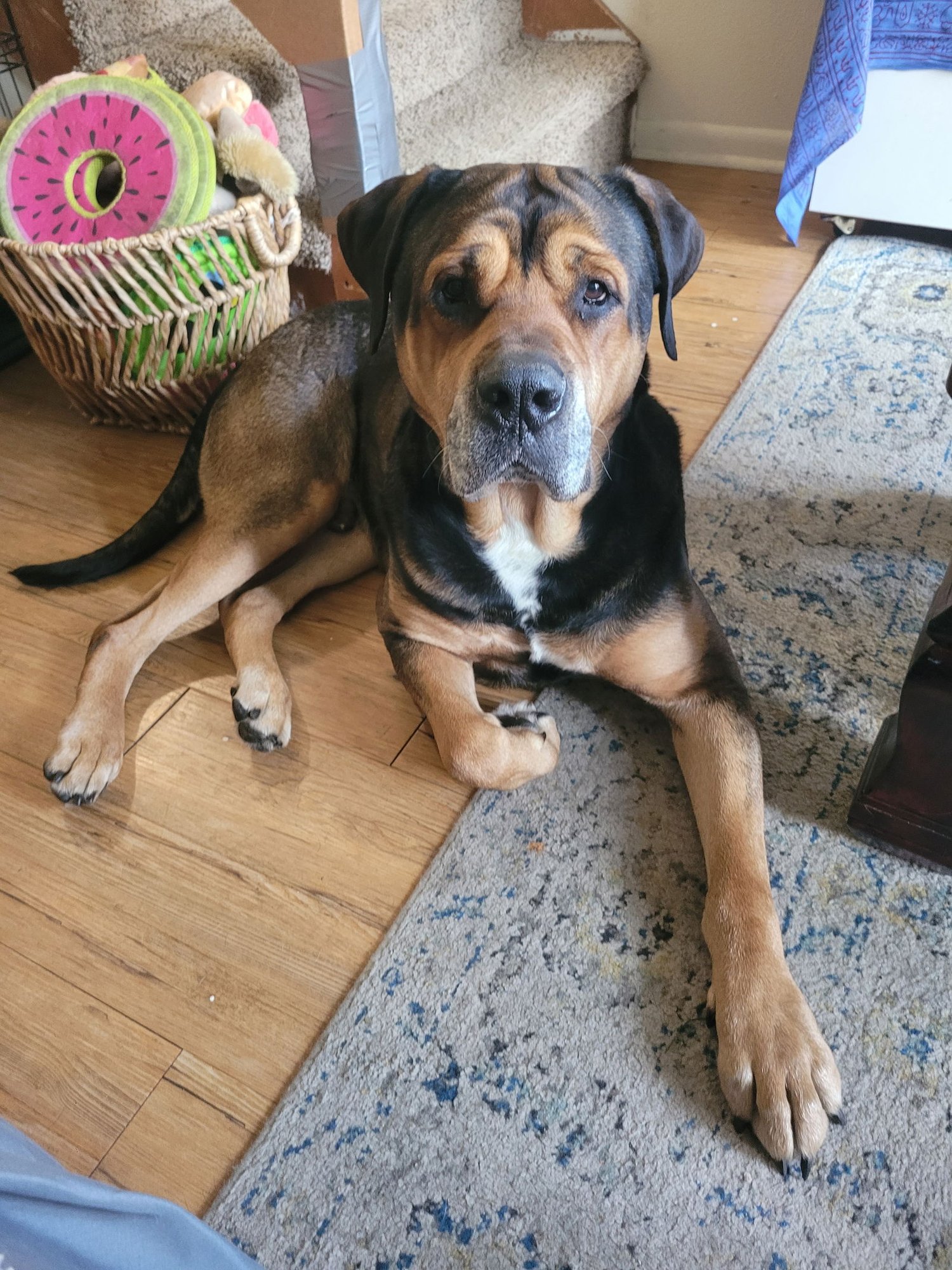 ZEUS - Mastiff available for adoption