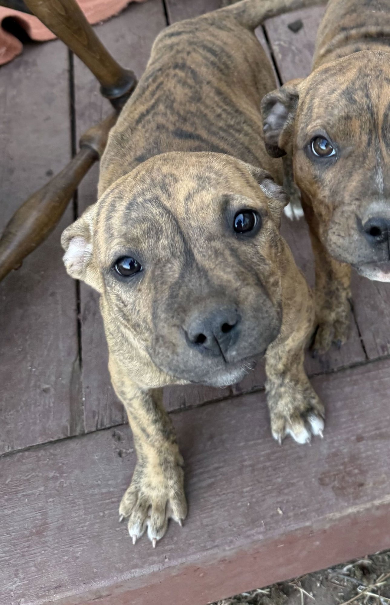 TWEETY - Unknown available for adoption