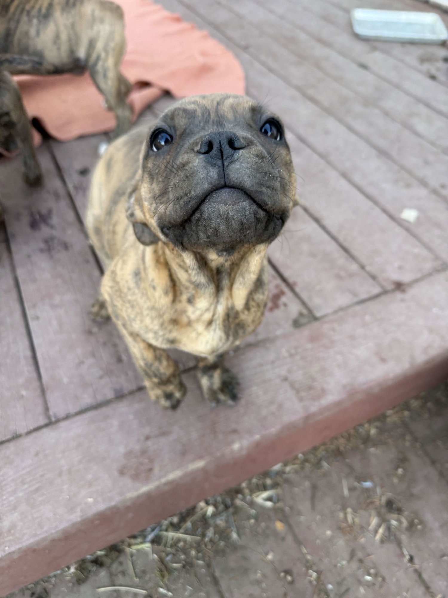 TWEETY - Unknown available for adoption