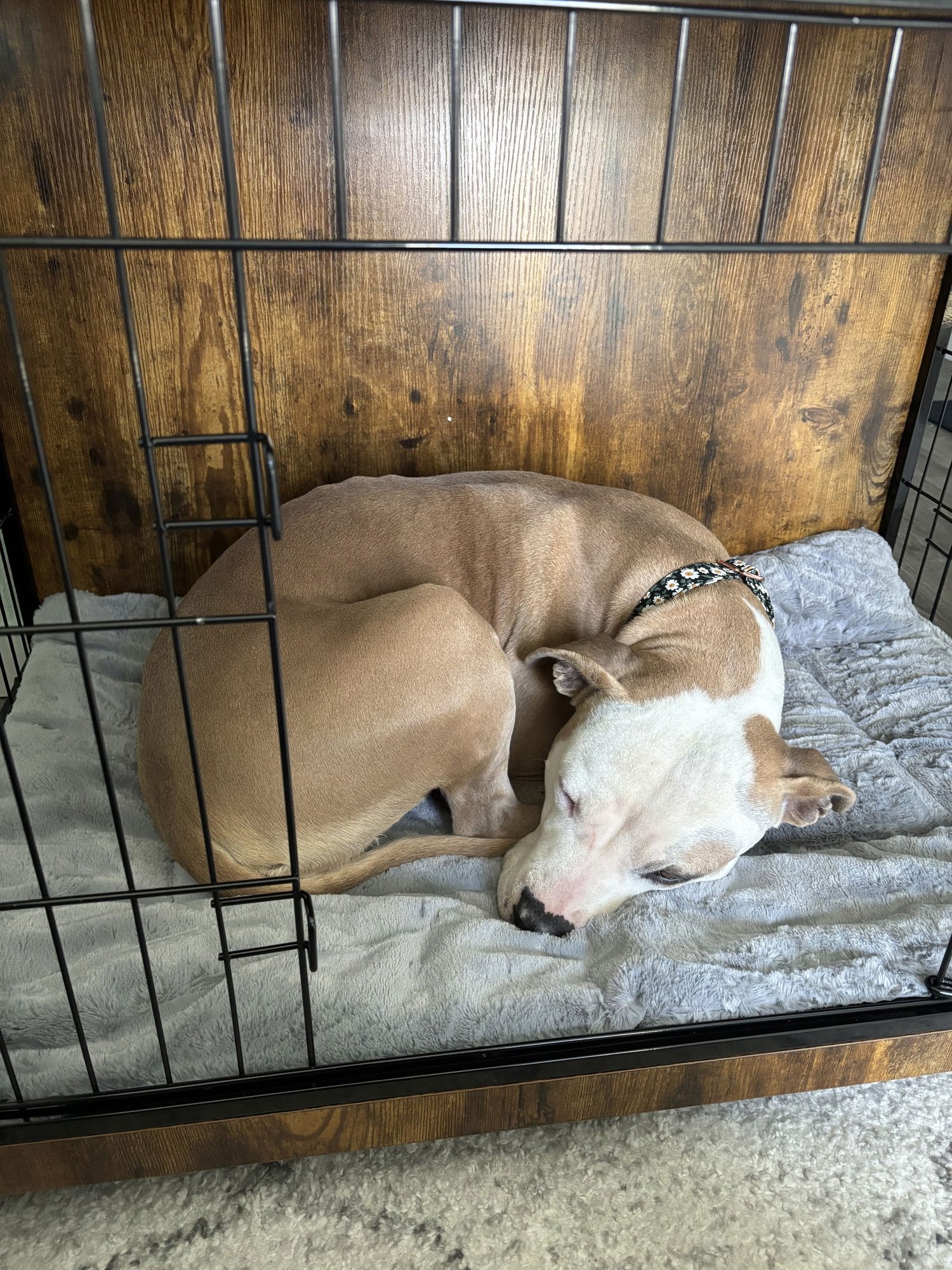 LOLA - Unknown available for adoption