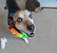 Kuzco - Photo 1