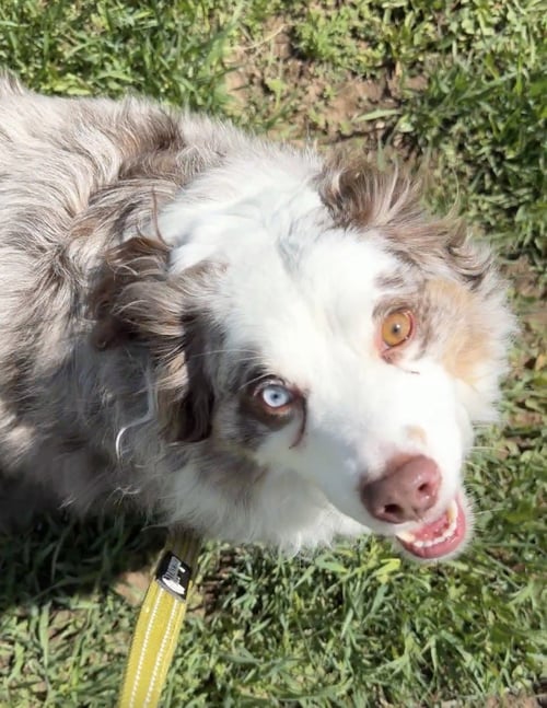 TEDDY - Australian Shepherd available for adoption