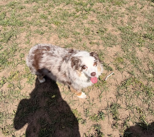 TEDDY - Australian Shepherd available for adoption
