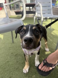 Dora - Photo 6