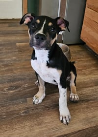 Dora - Photo 5
