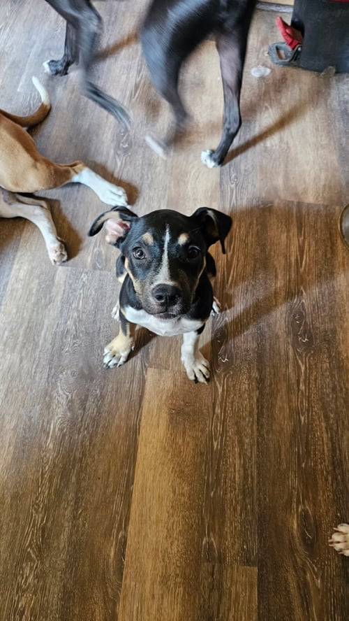 DORA - Unknown available for adoption