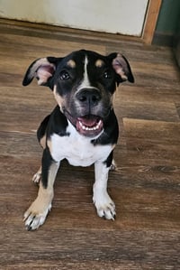 Dora - Photo 3