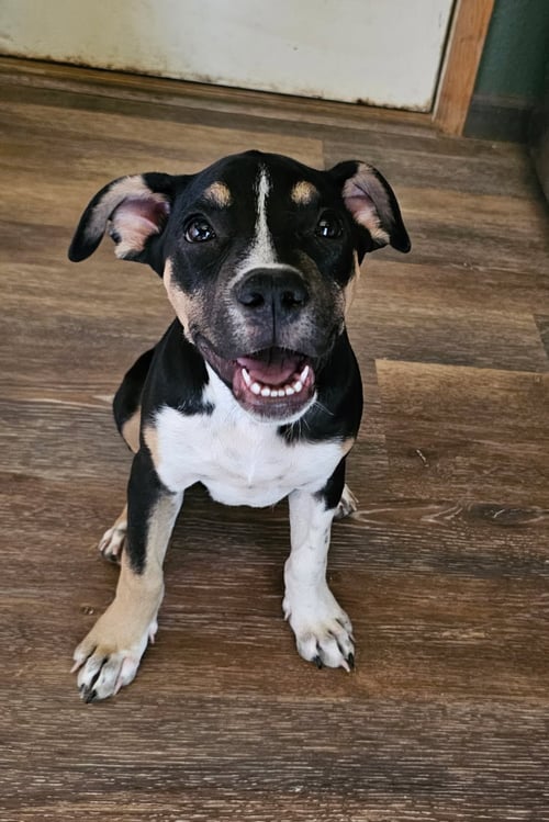 DORA - Unknown available for adoption