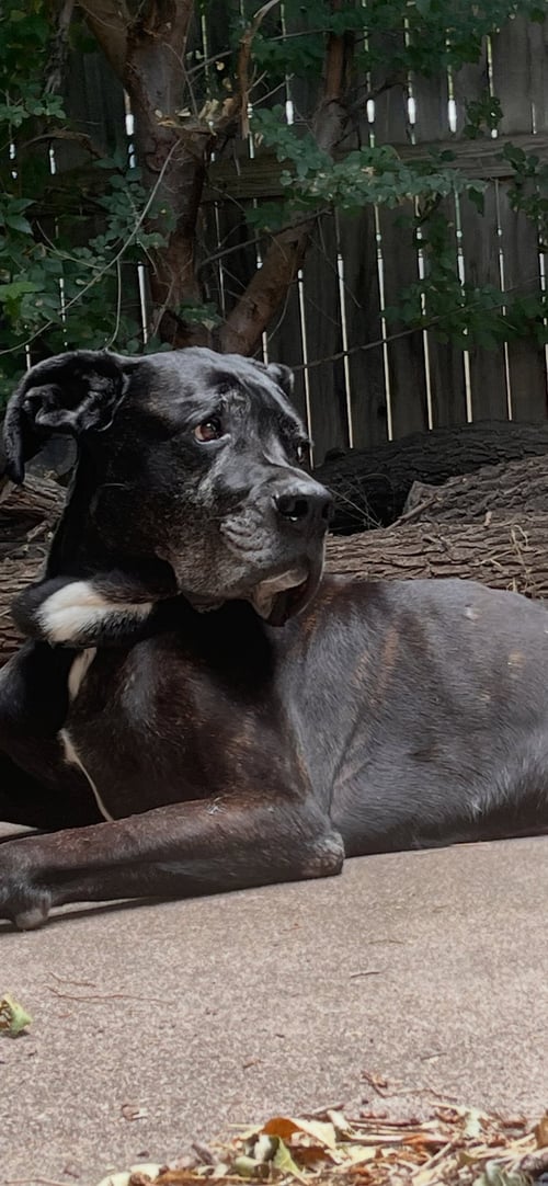 DAVID PUDDY - Boxer available for adoption