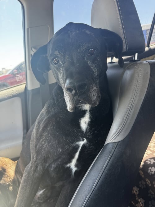 DAVID PUDDY - Boxer available for adoption