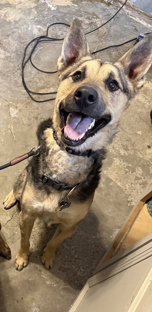 SCOOBY - Shepherd available for adoption