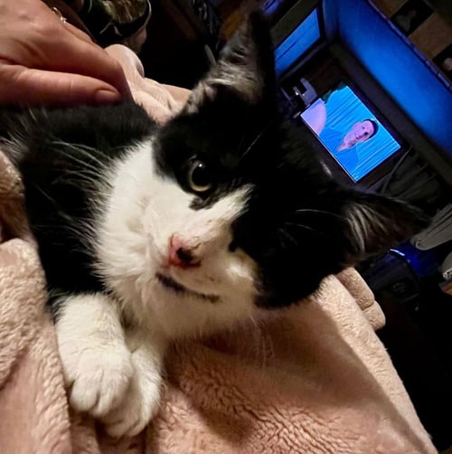 PUKA - American Shorthair available for adoption
