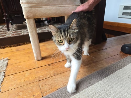 HOLLY - Domestic Long Hair available for adoption