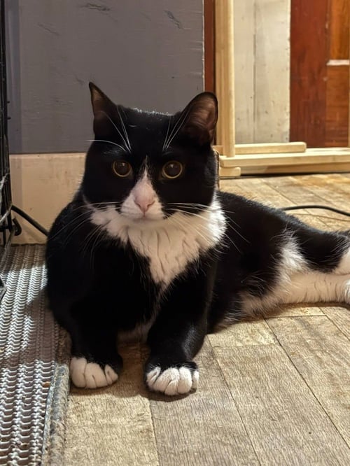 ROLAND - American Shorthair available for adoption