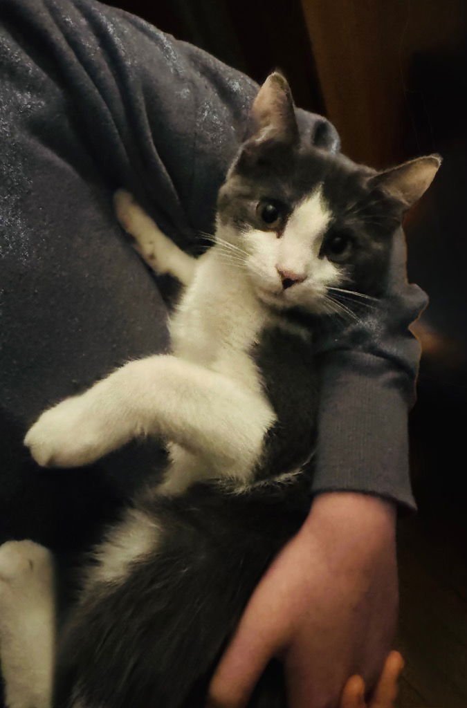 ALONZO MISTOFFELEES - American Shorthair available for adoption