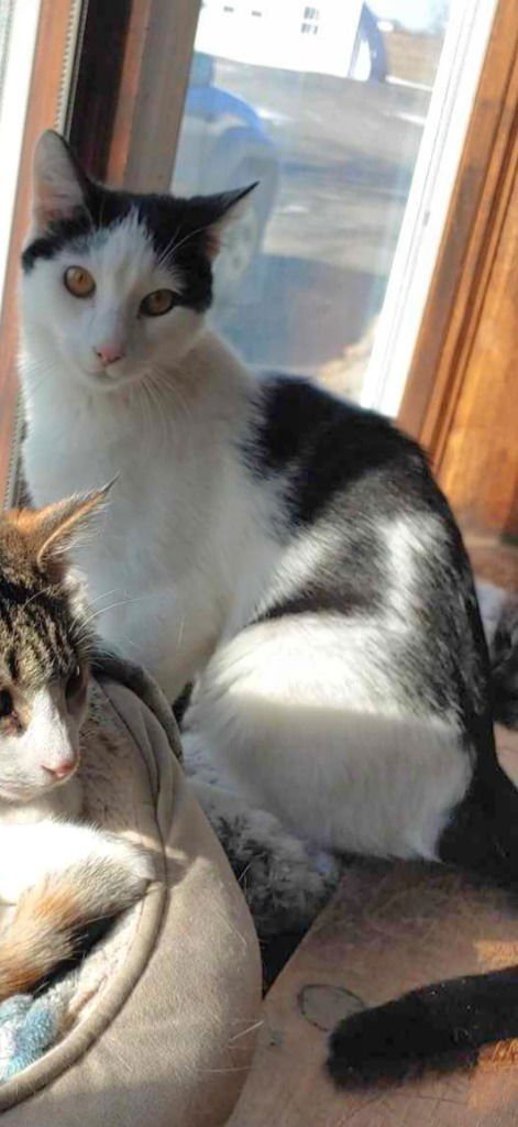 BISCUIT - American Shorthair available for adoption