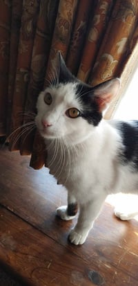 Biscuit - Photo 3